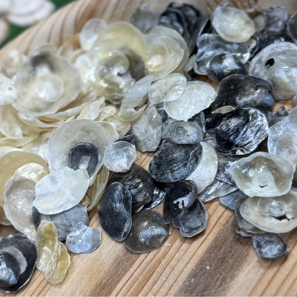 BULK REAL HAND PICKED FLORIDA JINGLE SHELLS SEASHELLS DIY CRAFTING CRAFTS LOT - Picture 9 of 13